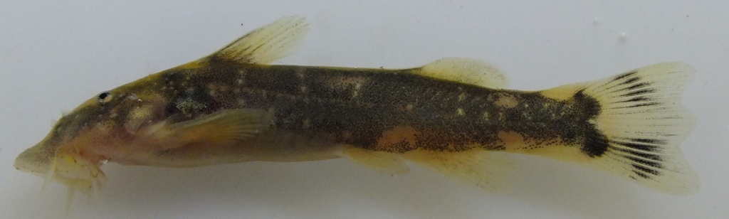 Three-lobed suckermouth (Chiloglanis trilobatus) — Mochokidae