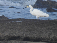 Egretta thula