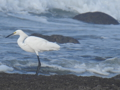 Egretta thula