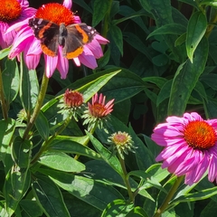 Vanessa atalanta