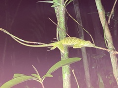 Anolis frenatus
