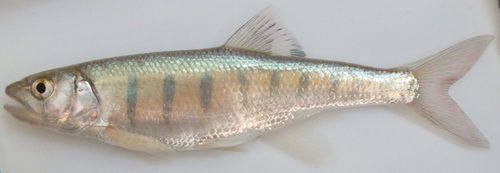 Moore's minnow (Raiamas moorii) — Cyprinidae
