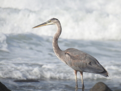 Ardea herodias