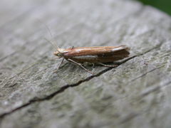 Ypsolopha parenthesella