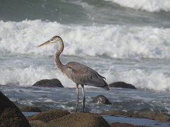 Ardea herodias