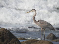 Ardea herodias