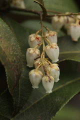 Pieris formosa