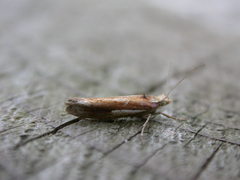 Ypsolopha parenthesella