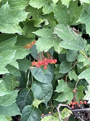 Viburnum opulus