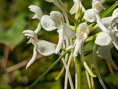 Platanthera integrilabia