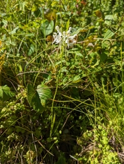 Platanthera integrilabia