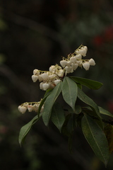 Pieris formosa