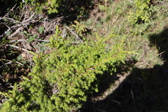Juniperus communis depressa