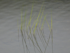 Juncus militaris
