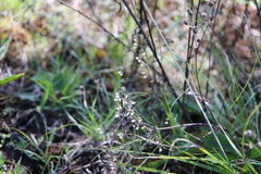 Scutellaria parvula