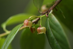 Vaccinium dunalianum