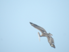 Pelecanus occidentalis