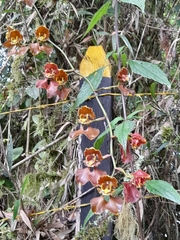 Cyrtochilum annulare