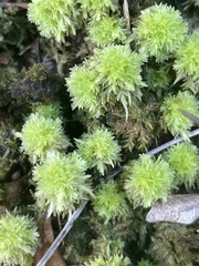 Sphagnum strictum