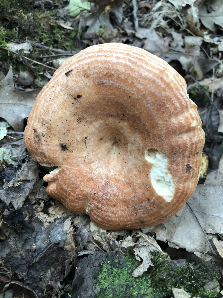 Lactarius sp. 'IN08'