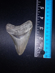 Carcharodon megalodon