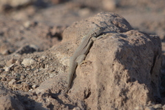 Microlophus theresioides