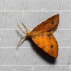 Mellilla xanthometata