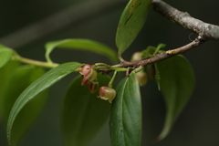 Vaccinium dunalianum