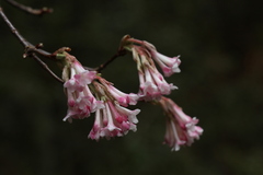 Viburnum grandiflorum