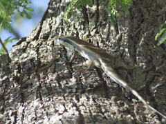 Trachylepis wahlbergii