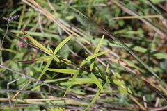 Lilium philadelphicum