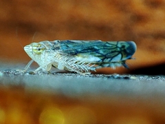 Scaphoideus titanus