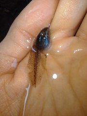 Boana pulchella