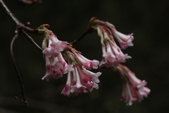 Viburnum grandiflorum