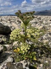 Angelica roseana