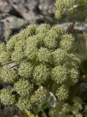 Angelica roseana