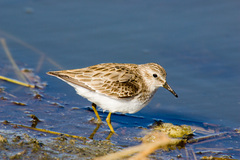 Least Sandpiper photo 4