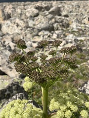 Angelica roseana