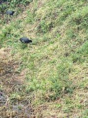 Fulica ardesiaca