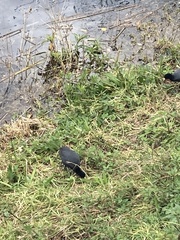 Fulica ardesiaca