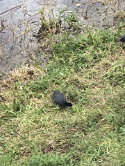 Fulica ardesiaca