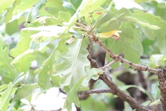 Quercus