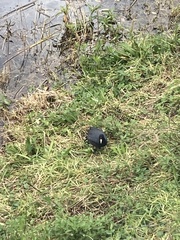 Fulica ardesiaca