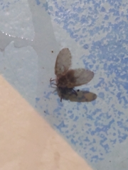 Insecta