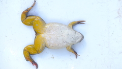 Xenopus muelleri