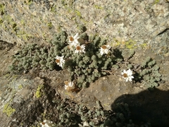 Castroviejoa frigida