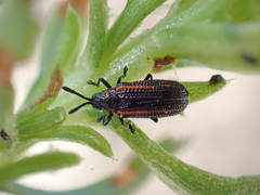 Microrhopala rubrolineata