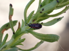 Microrhopala rubrolineata