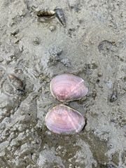 Psammobiidae