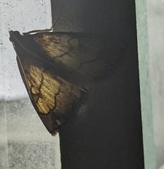 Evergestis pallidata